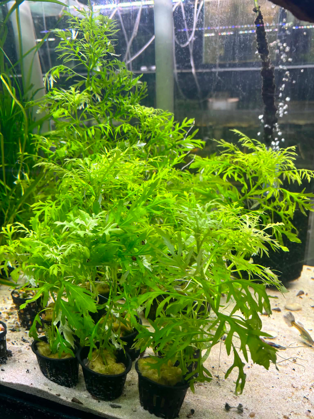 The Best Beginner Aquatic Plants for Australian Aquariums (And Why They Thrive)