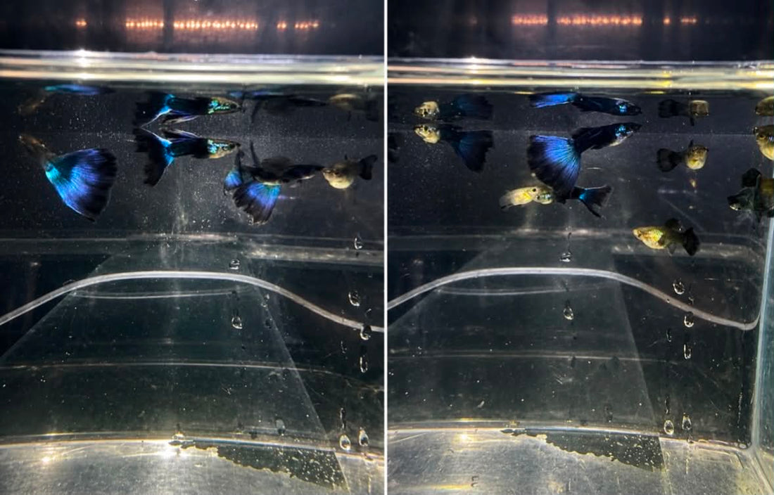 Beginner’s Guide to Keeping Guppies | Care, Feeding & Breeding Tips