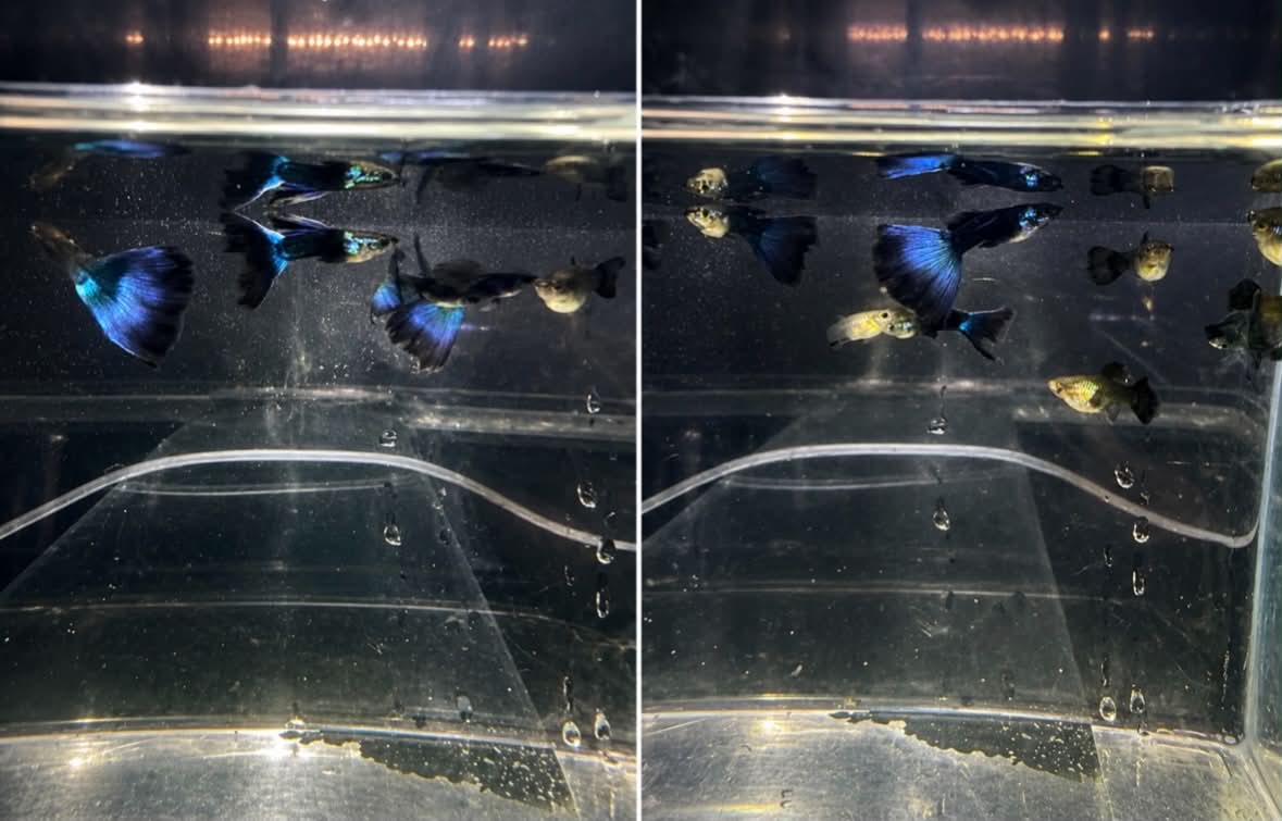 Beginner’s Guide to Keeping Guppies | Care, Feeding & Breeding Tips