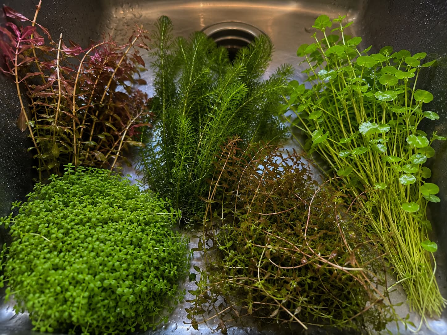 The Best Beginner Plants for Shrimp Tanks