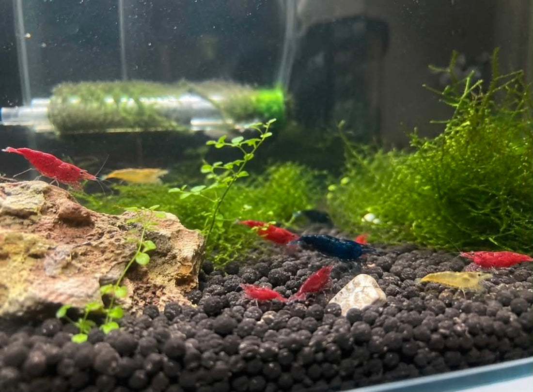 The Ultimate Beginner’s Guide to Keeping Neocaridina Shrimp