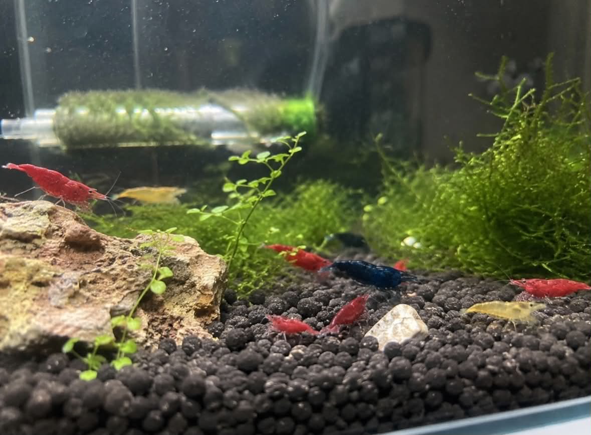 The Ultimate Beginner’s Guide to Keeping Neocaridina Shrimp