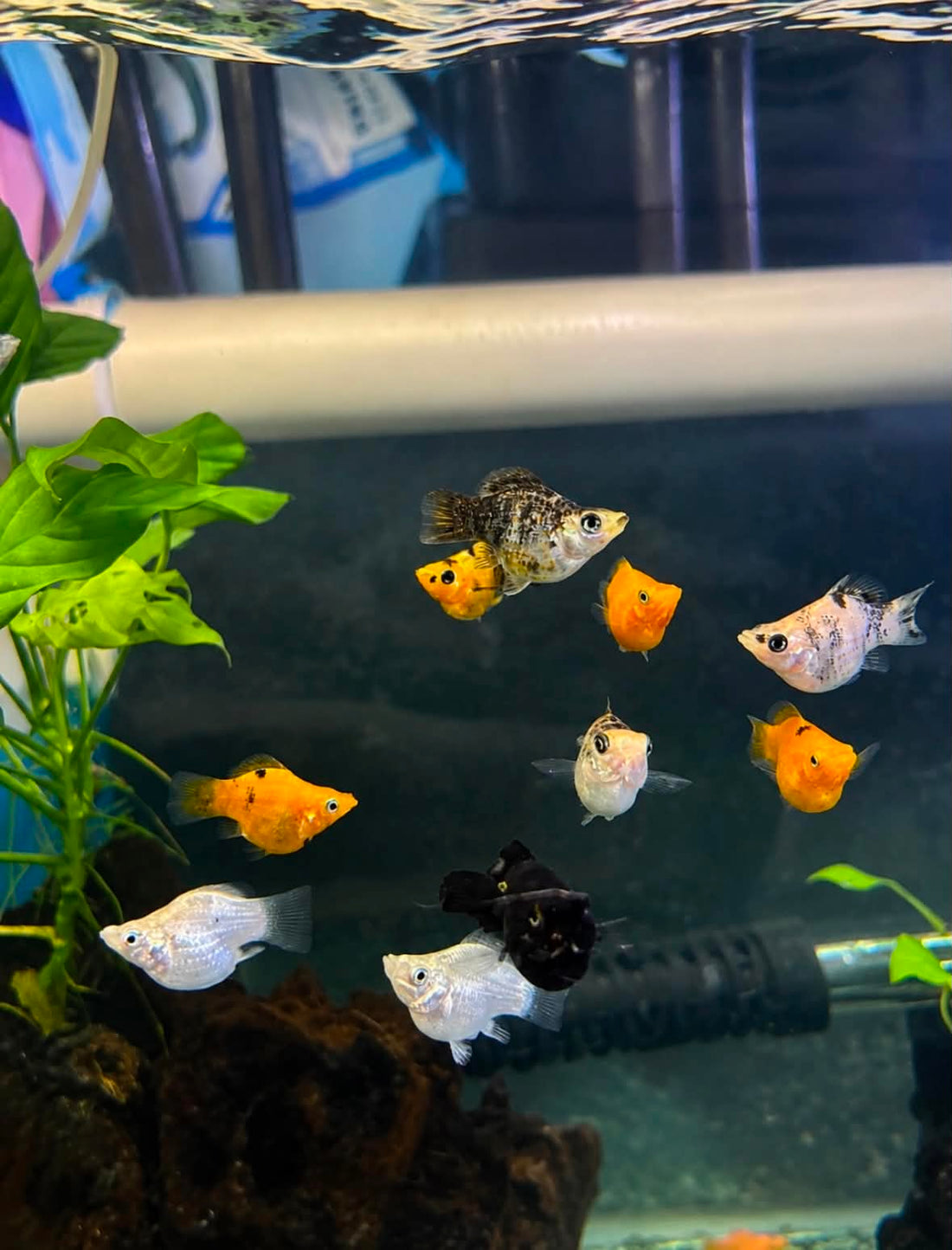 The Ultimate Guide to Balloon Mollies & Mollies: Care, Housing, Feeding and Breeding
