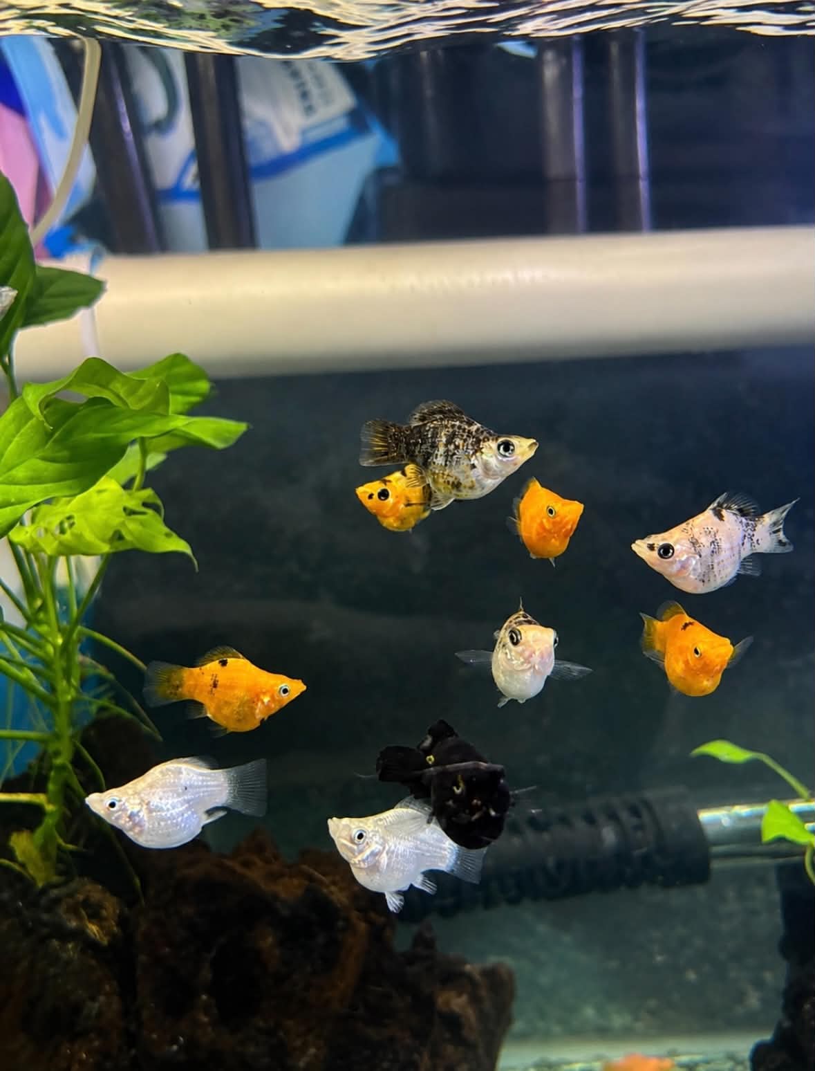 The Ultimate Guide to Balloon Mollies & Mollies: Care, Housing, Feeding and Breeding