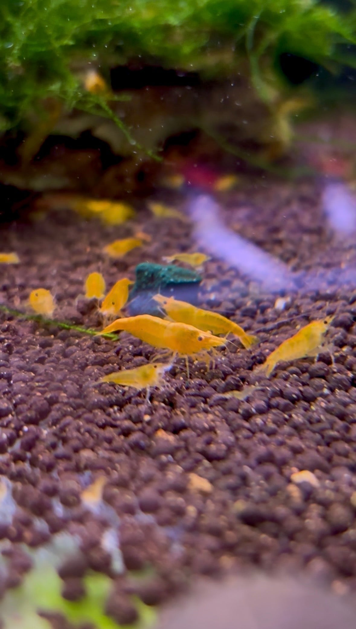 10 THINGS I WISH I KNEW BEFORE KEEPING SHRIMP
