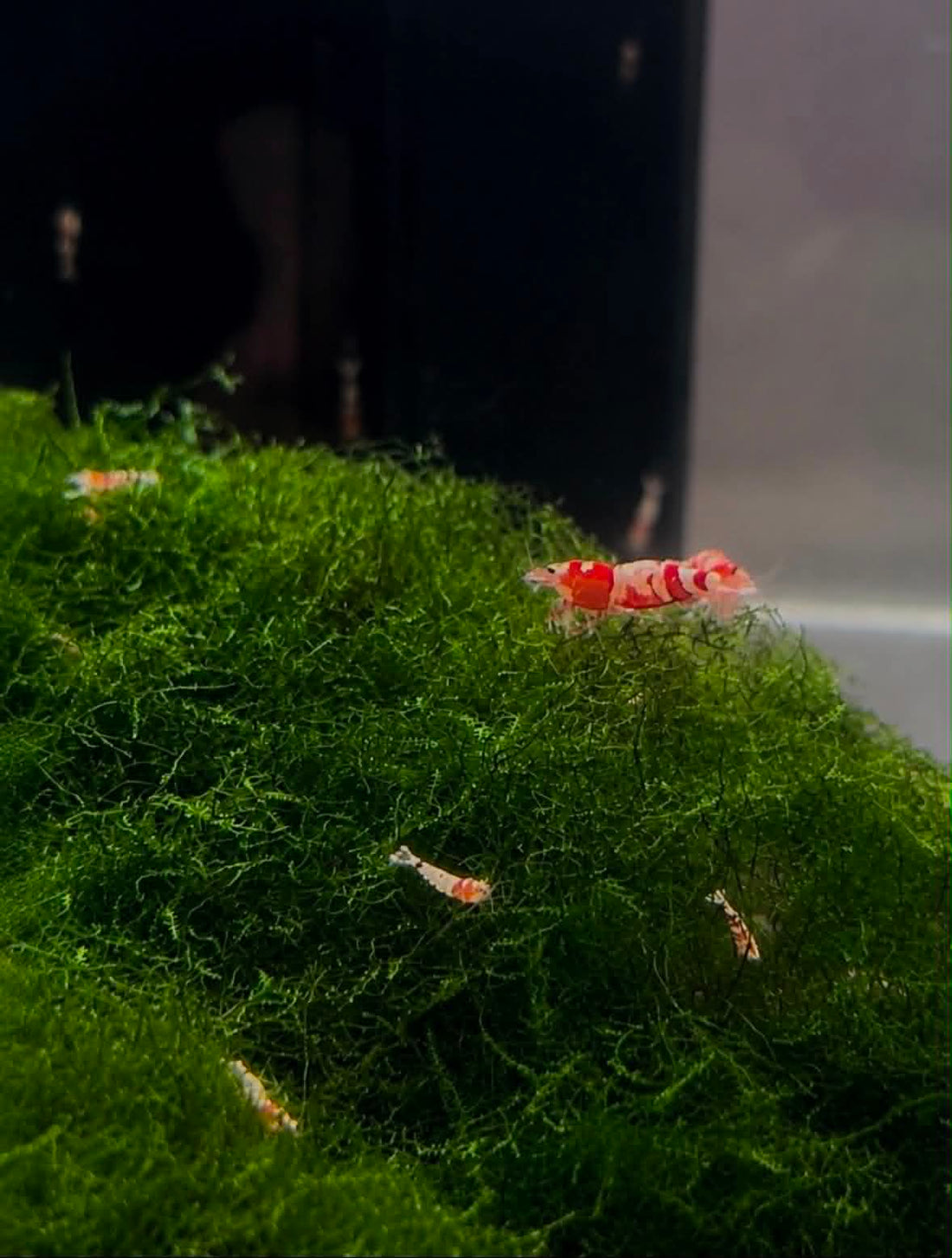 Why Are My Shrimp Hiding? 10 Common Causes Explained