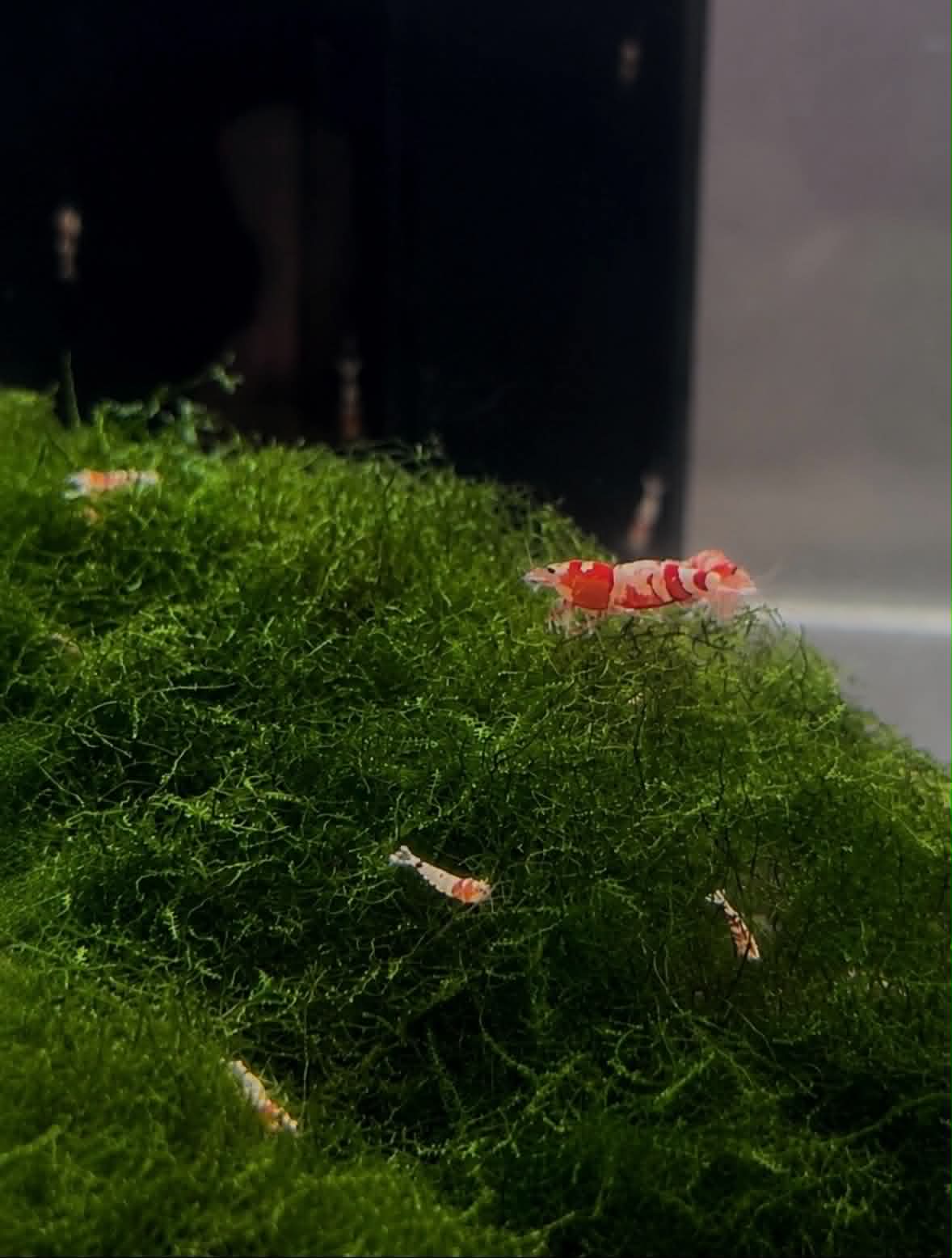 Why Are My Shrimp Hiding? 10 Common Causes Explained
