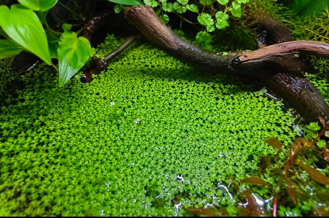 The Truth About Duckweed: Love It or Hate It?