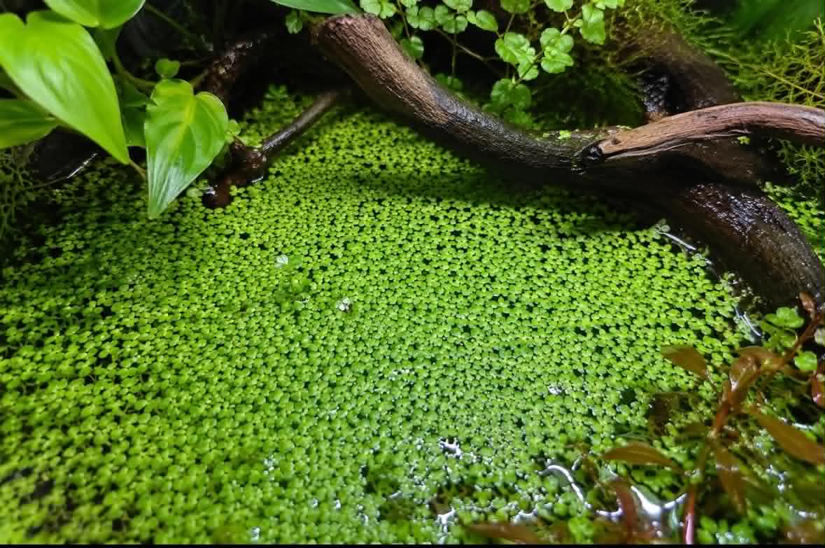 The Truth About Duckweed: Love It or Hate It?