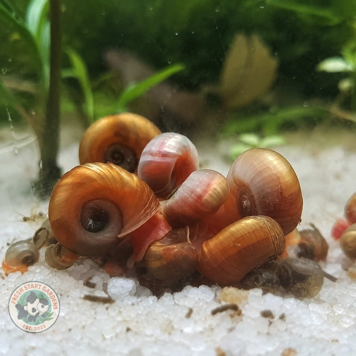 Aquatic Snails