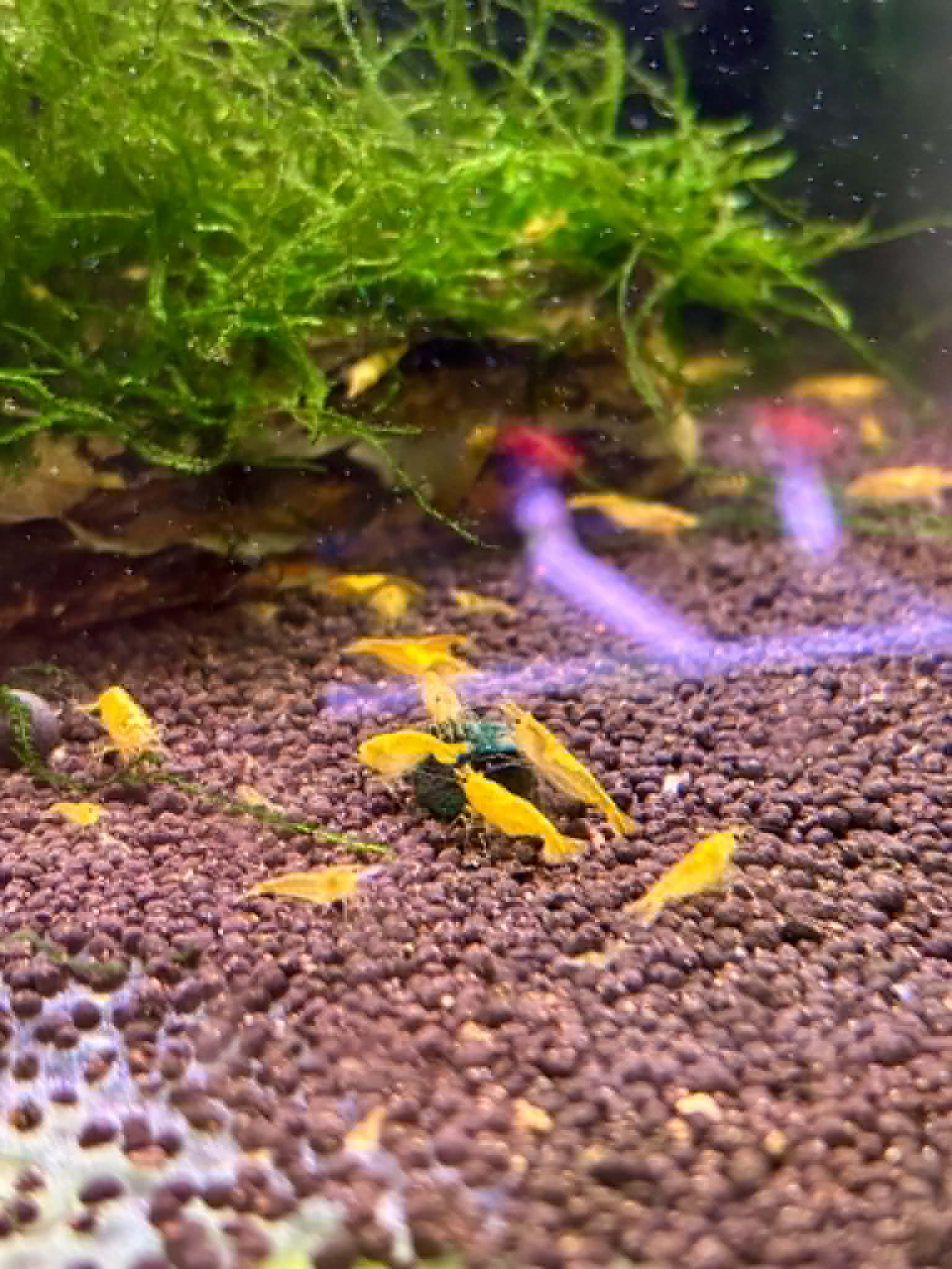 Neocaridina Shrimps