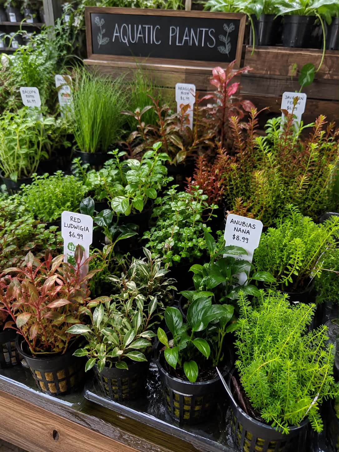 Aquatic Plants