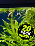 Pond Snail - 20 Pack Bundle