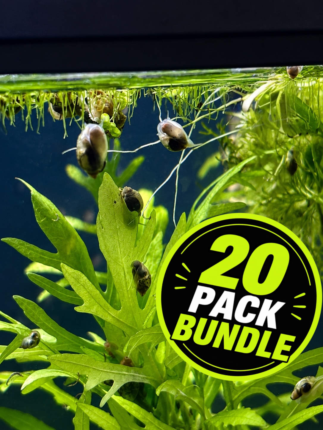 Pond Snail - 20 Pack Bundle
