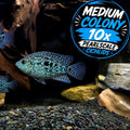Pearlscale Cichlids: MEDIUM COLONY Bundle