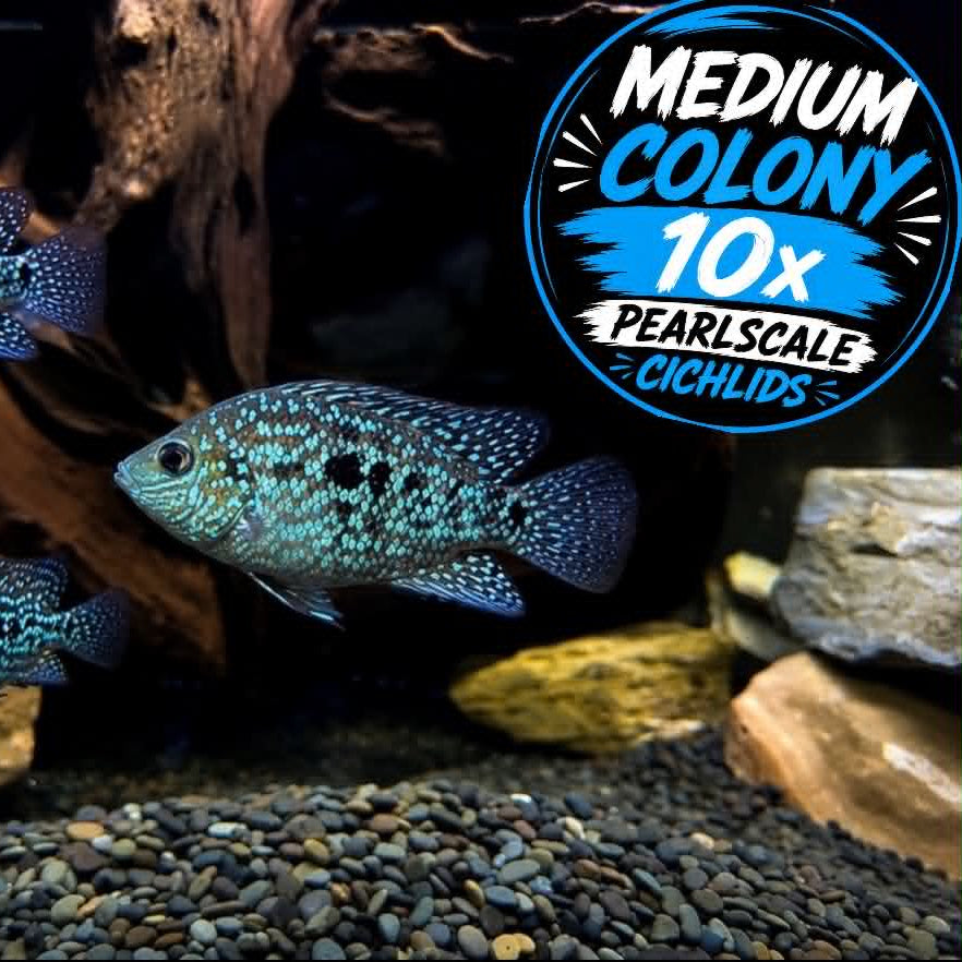 Pearlscale Cichlids: MEDIUM COLONY Bundle