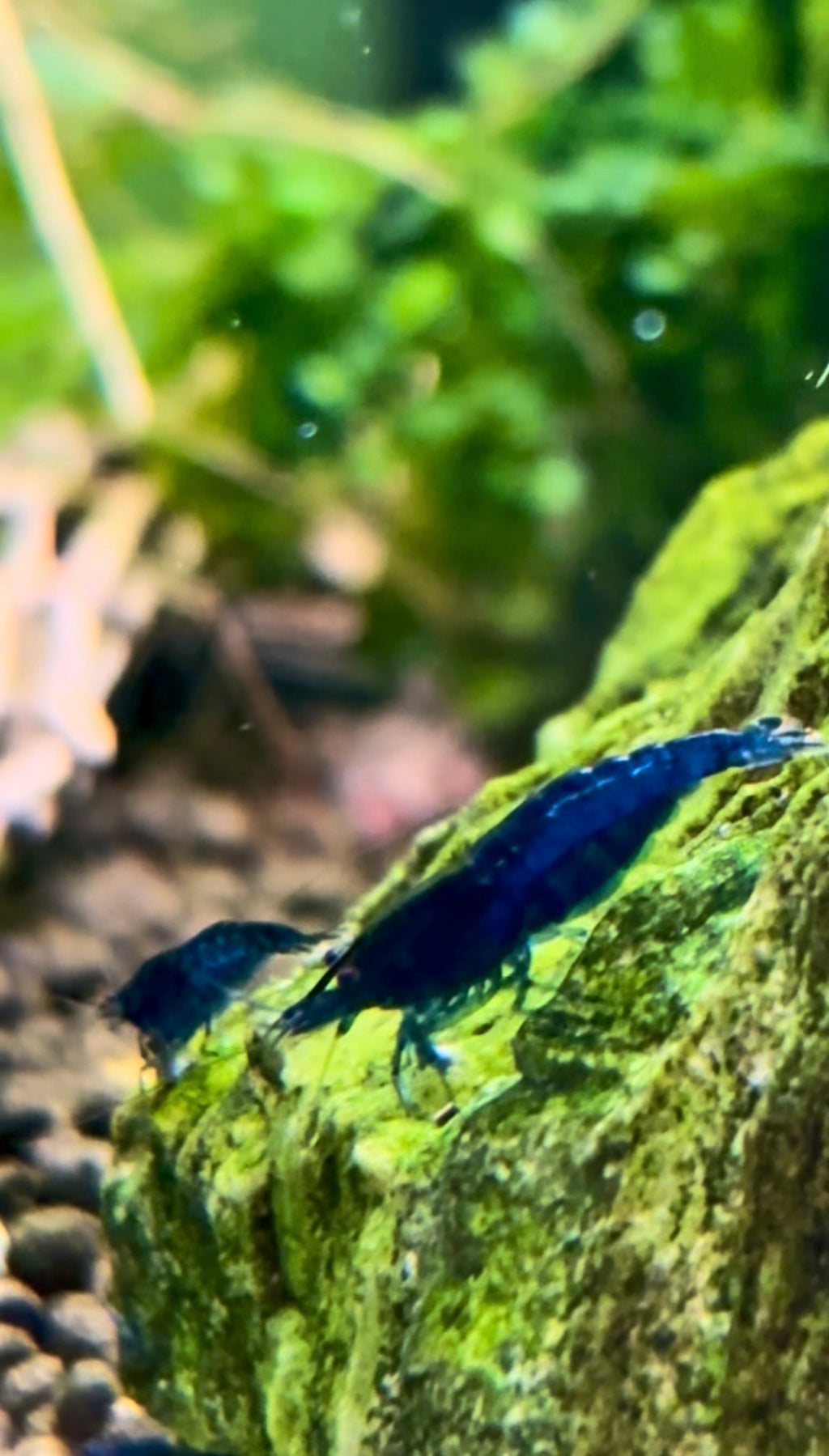 Blue Dream Shrimp