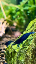 Blue Dream Shrimp