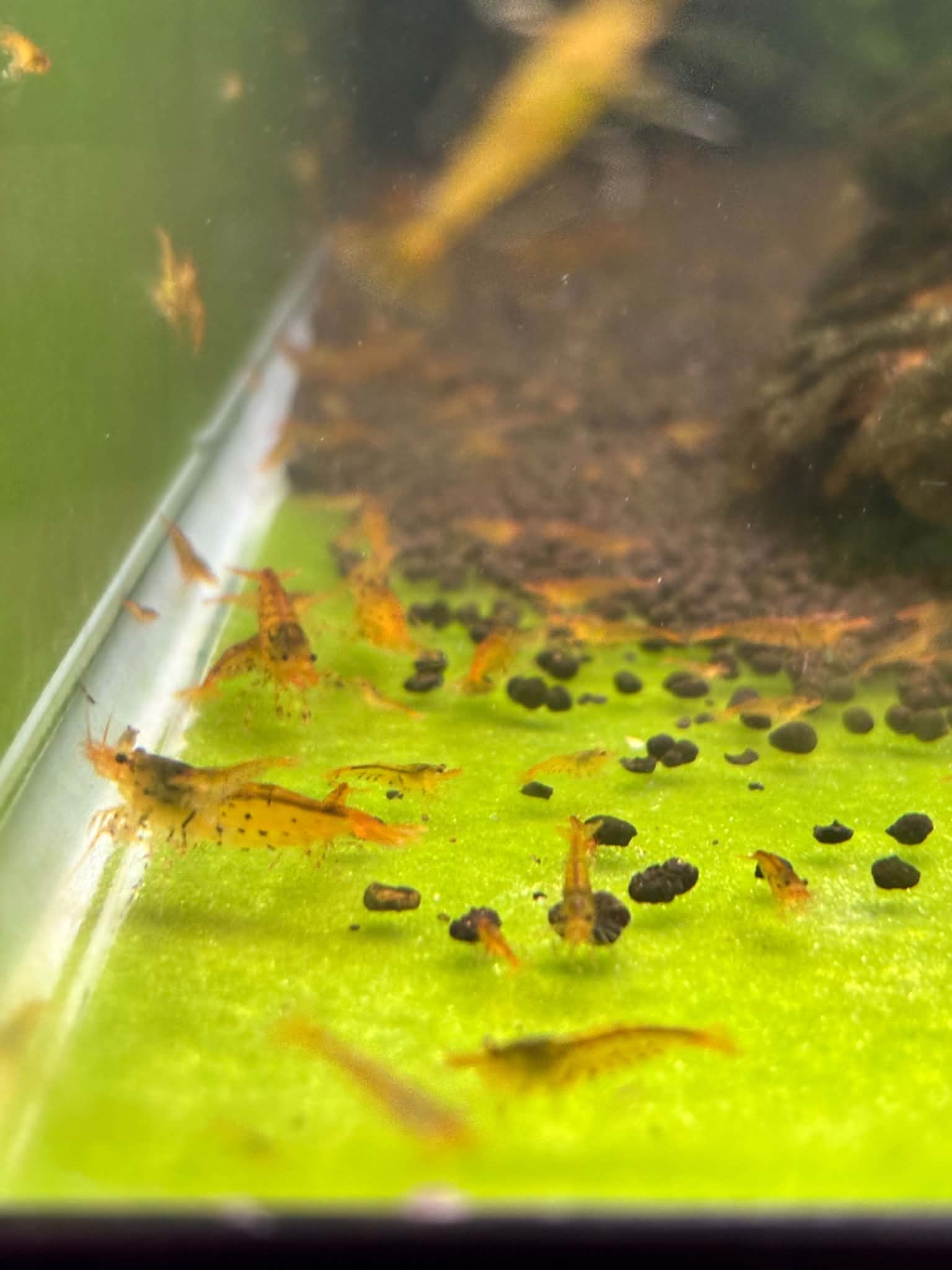 Tangerine Tigers