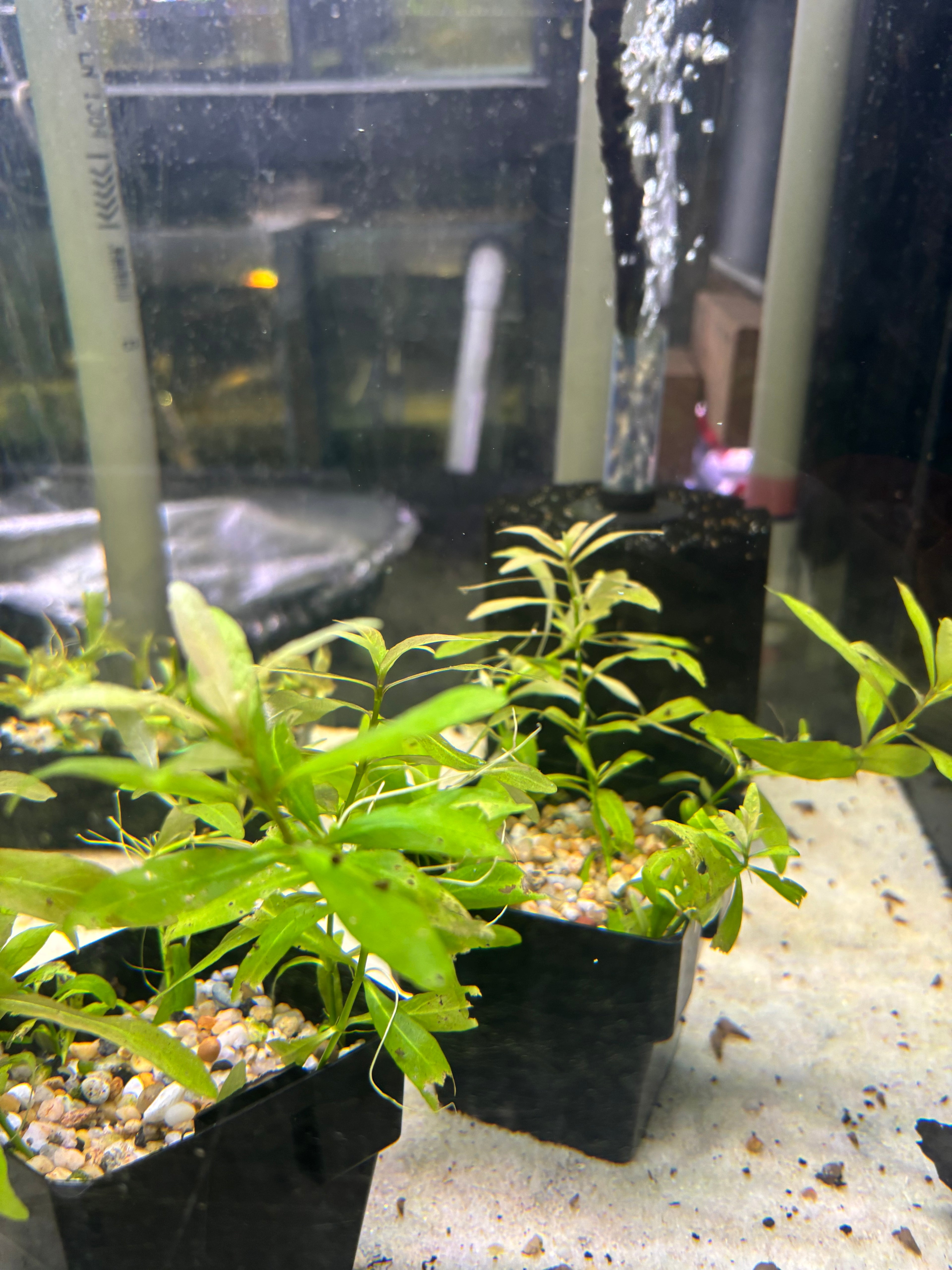 Aquarium Plants: Establised Dwarf Hygro