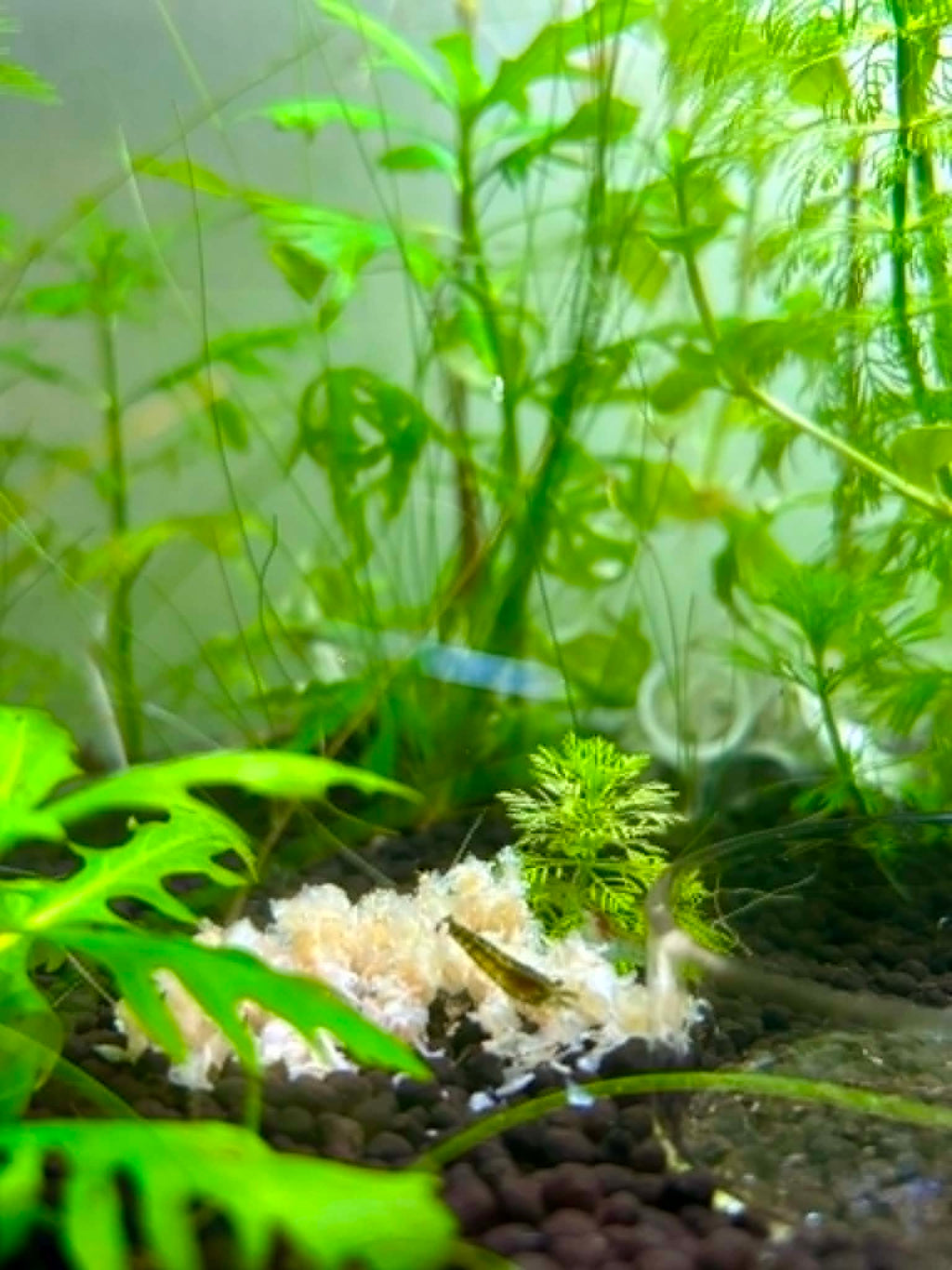 Shrimp Snow (Shrimp Flakes) 52g