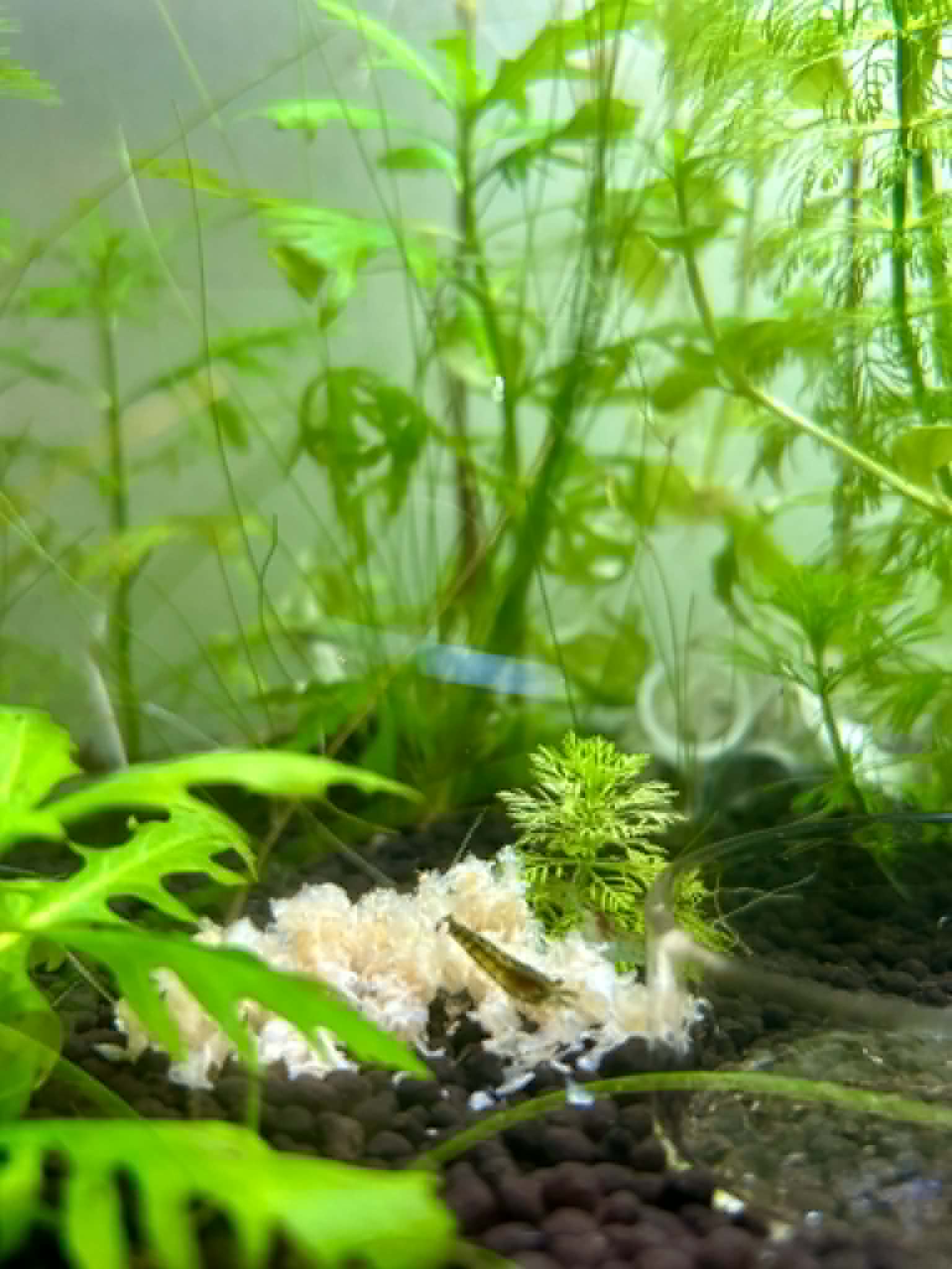 Shrimp Snow (Shrimp Flakes) 52g
