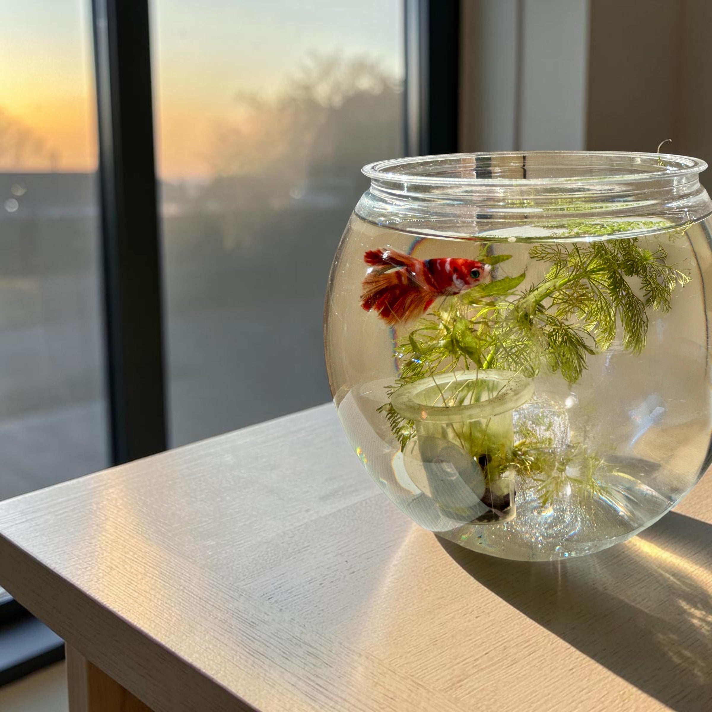 Multicoloured Betta + Desk Aquarium [More Coming Soon]
