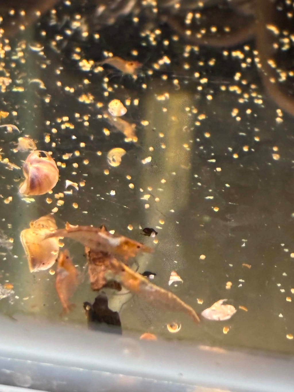 Ninja Shrimps