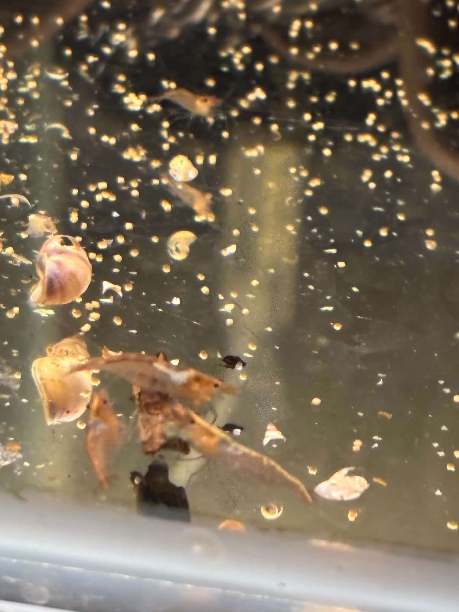 Ninja Shrimps