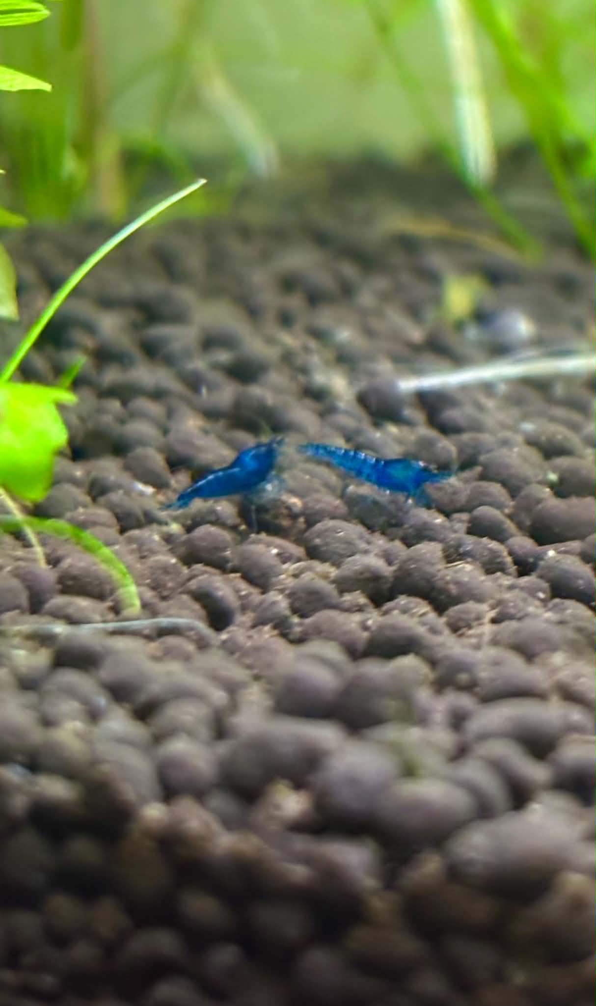 Blue Dream Shrimp