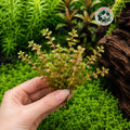 Pink Rotala - 7 Stem Pack