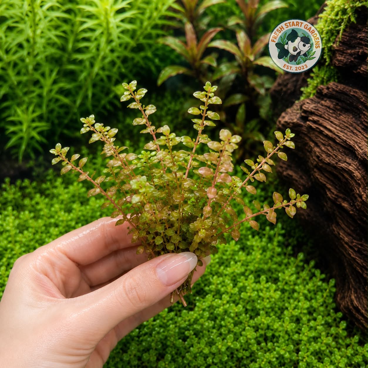 Pink Rotala - 7 Stem Pack