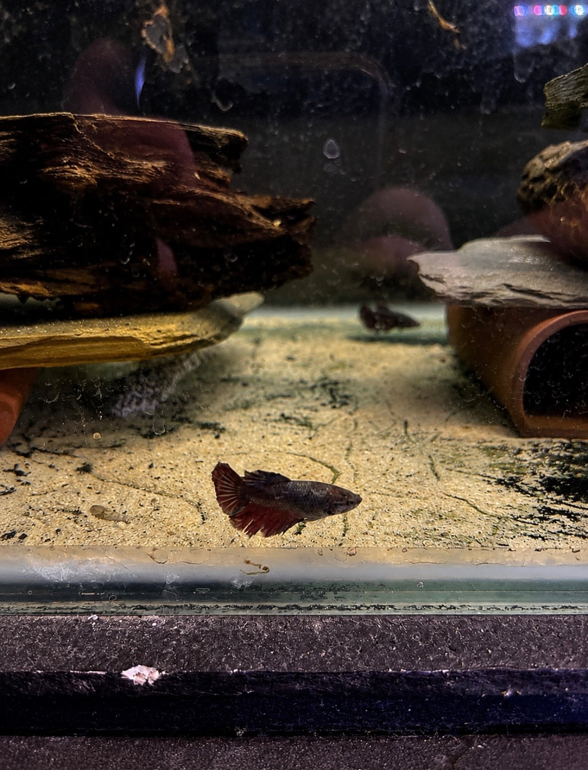 Female Bettas - Assorted Colours