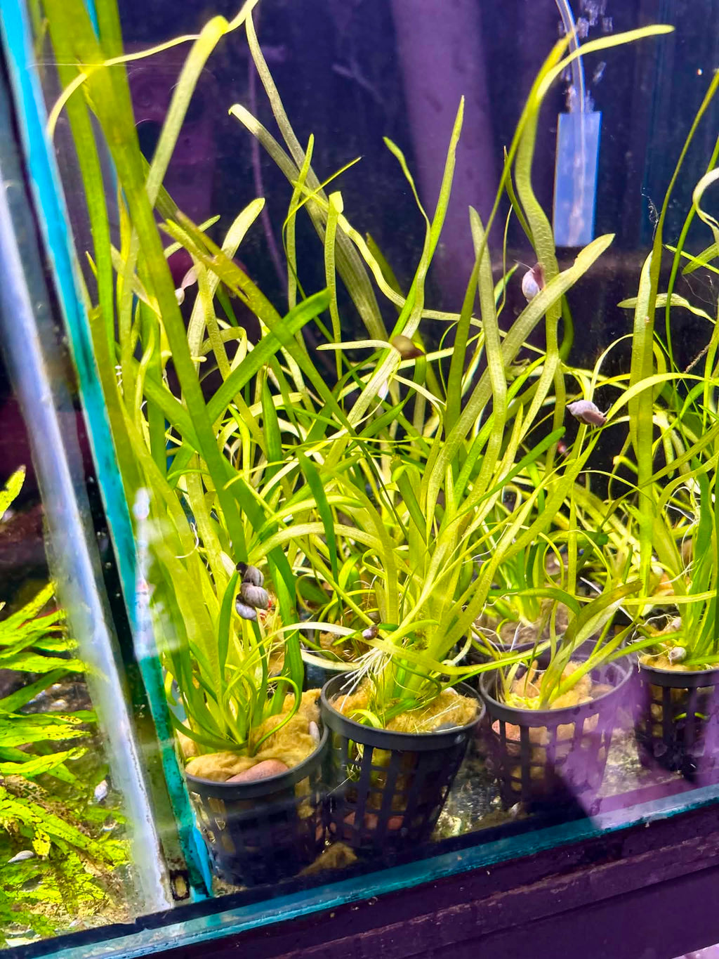 Established Vallisneria