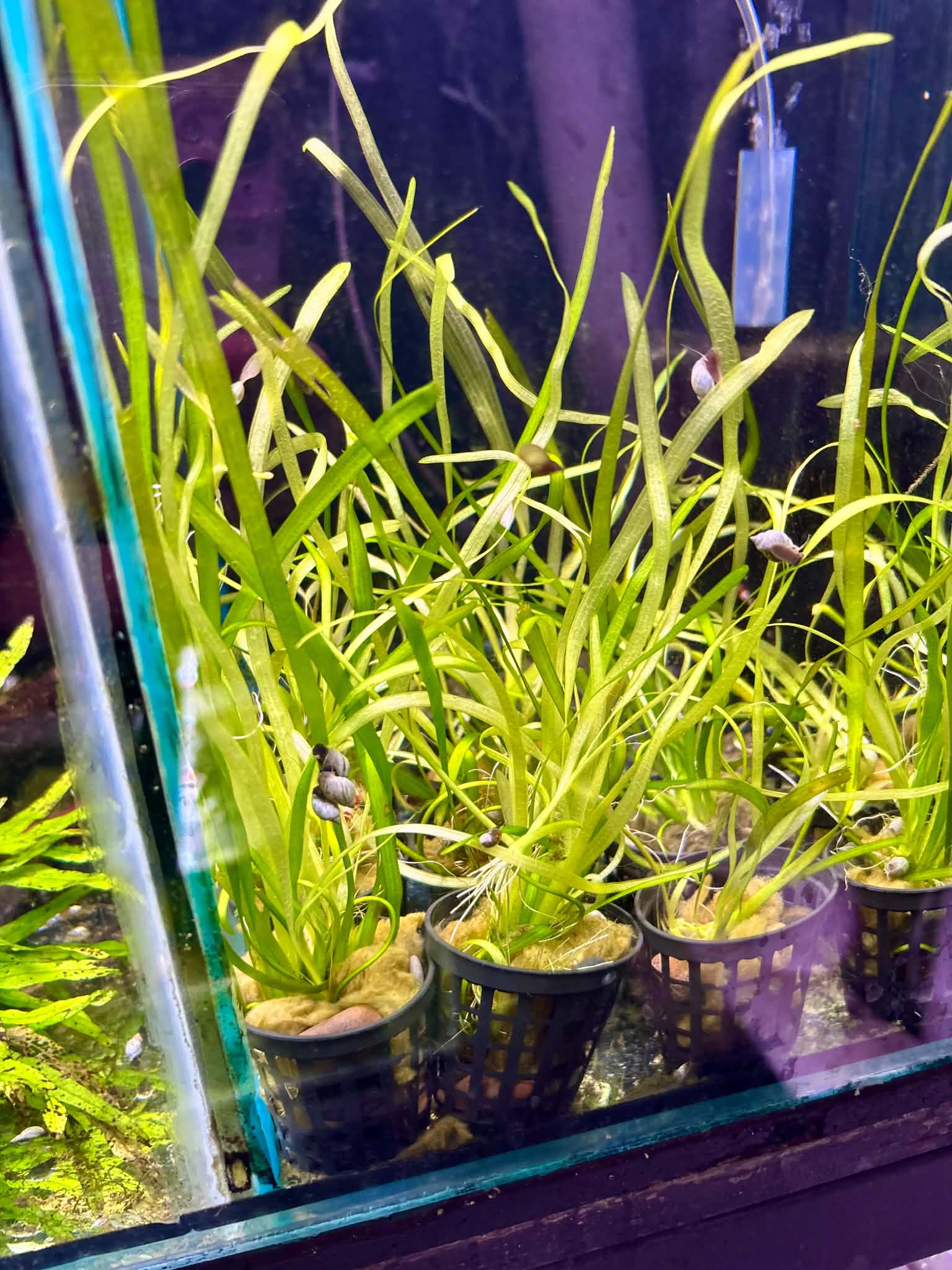 Established Vallisneria