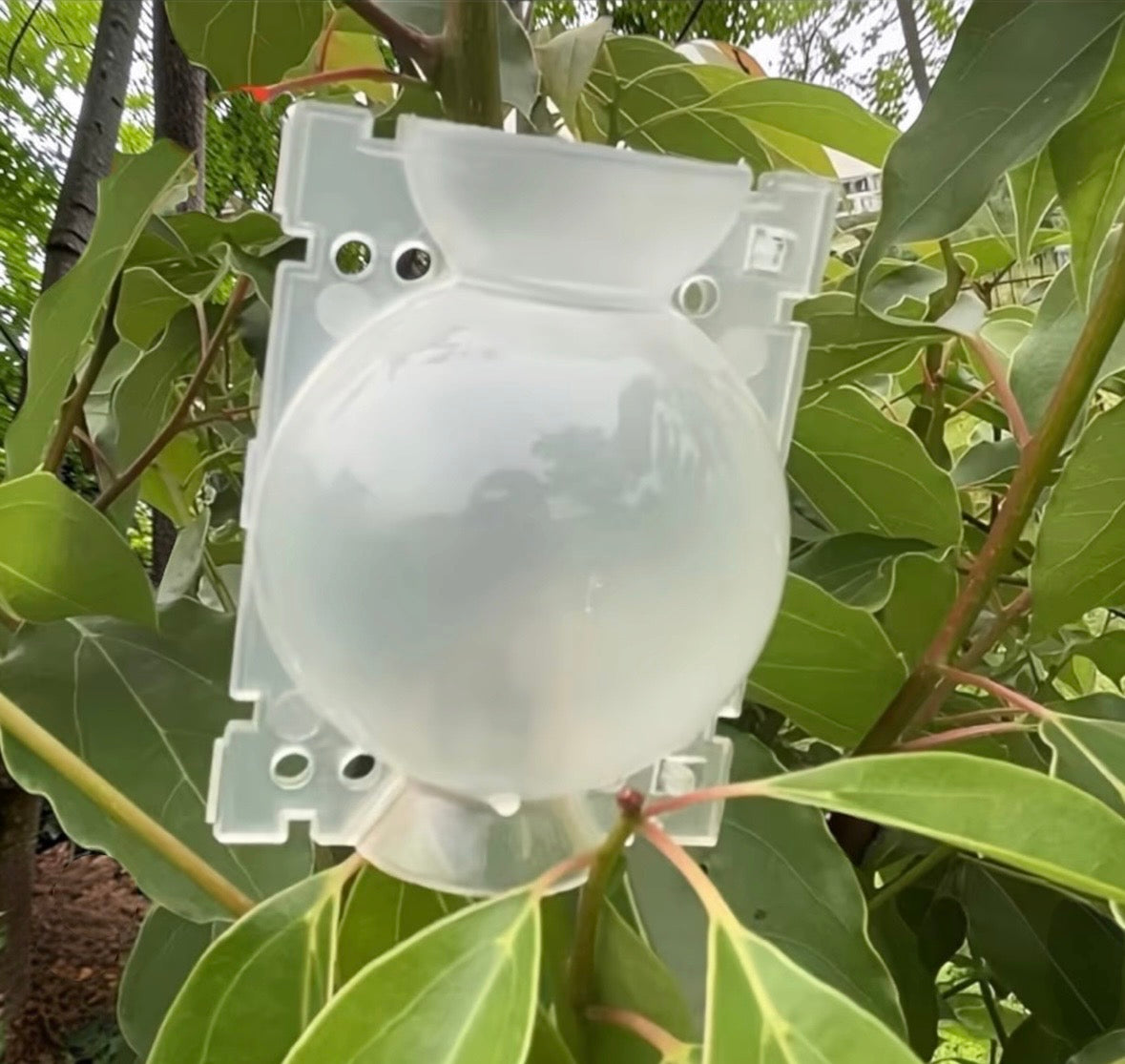 Propagation/Grafting Ball *Reusable*