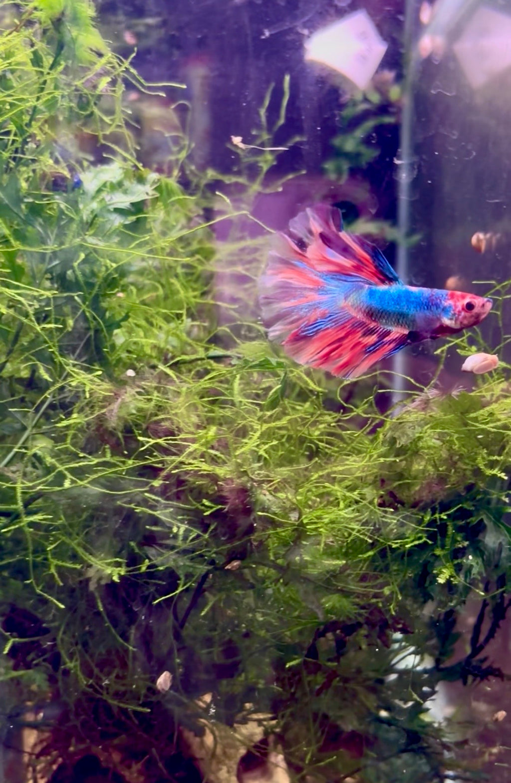 Multicoloured Betta