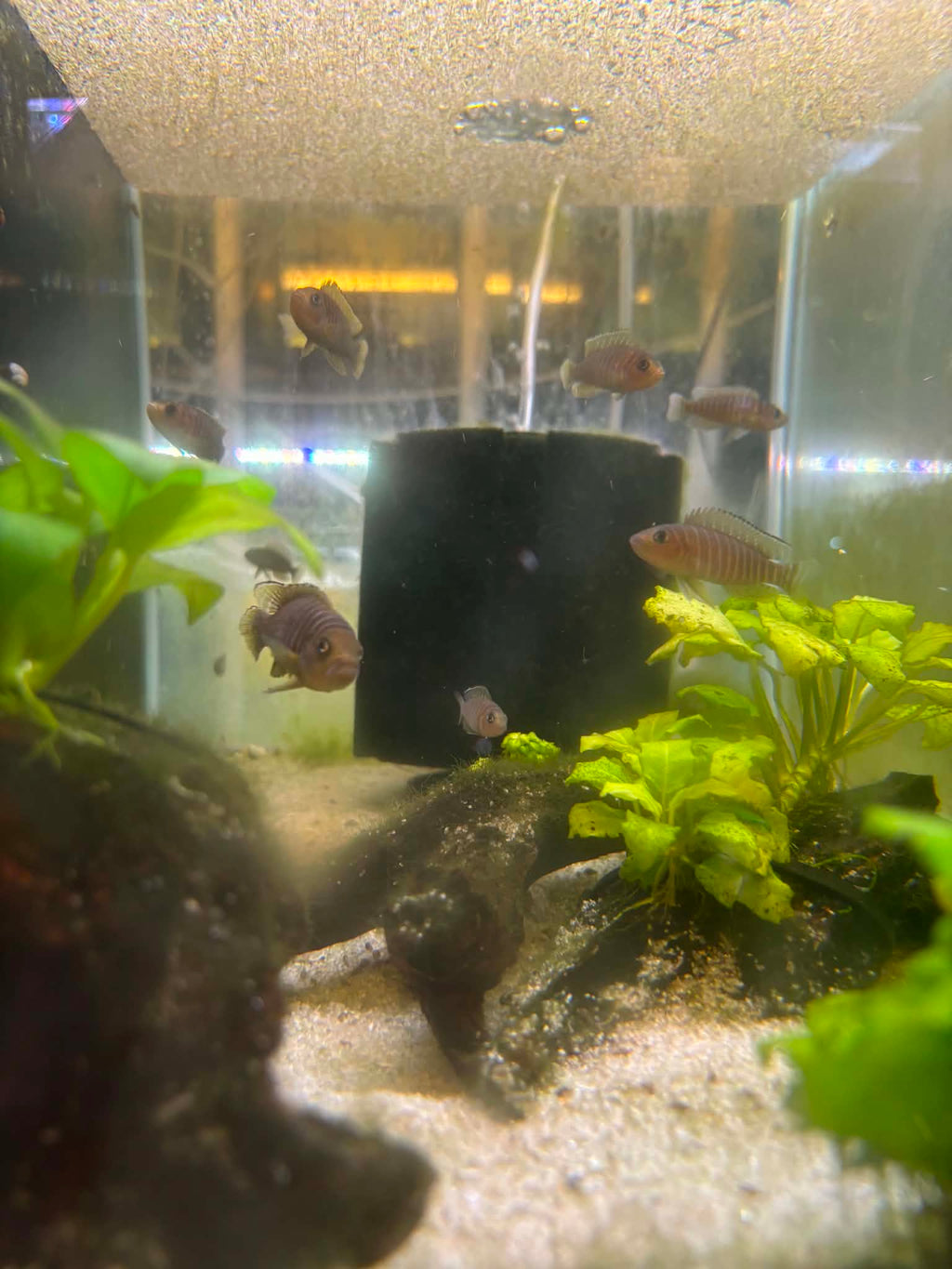Similis Shell Dweller Cichlid