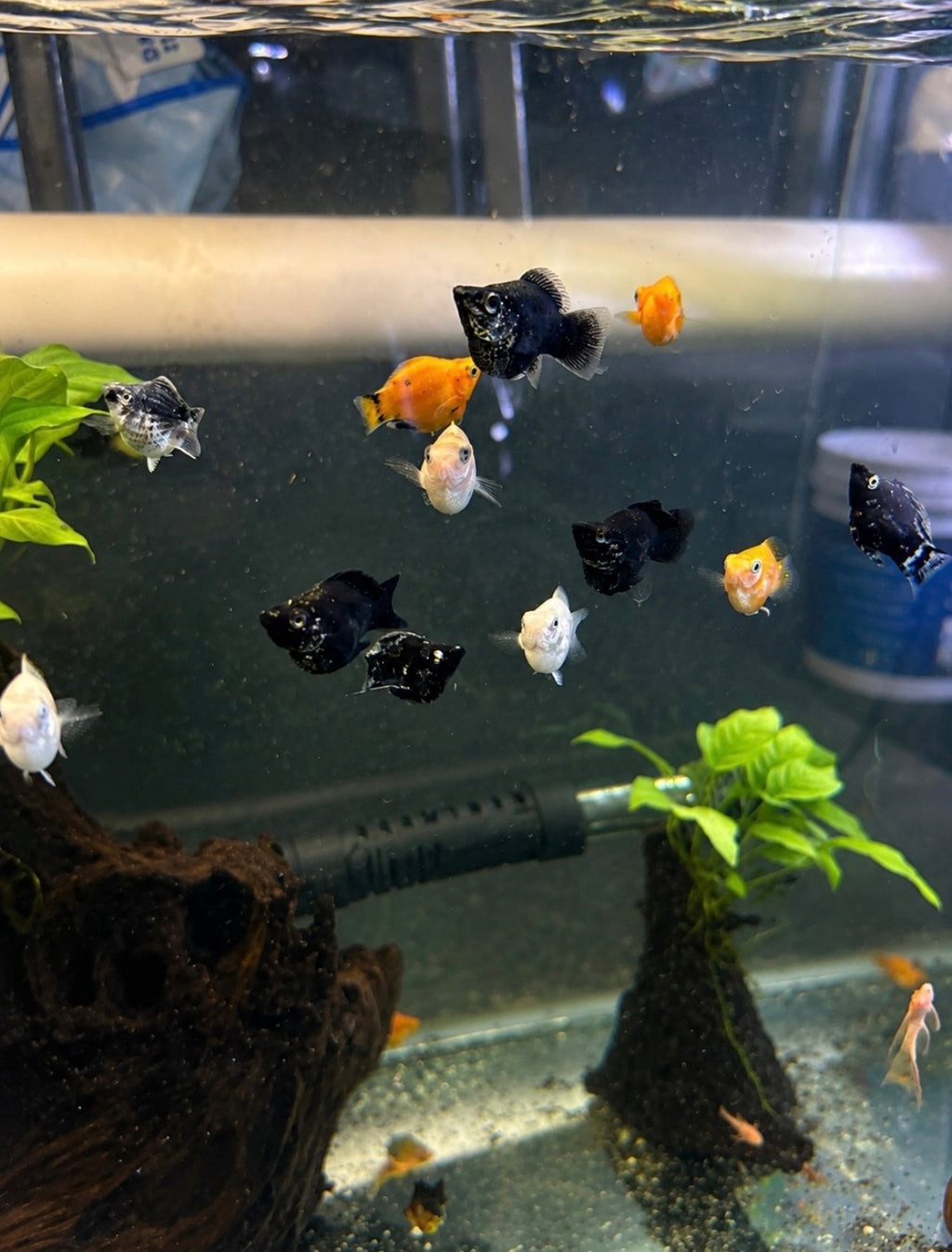 Balloon Mollies (Assorted Colours)