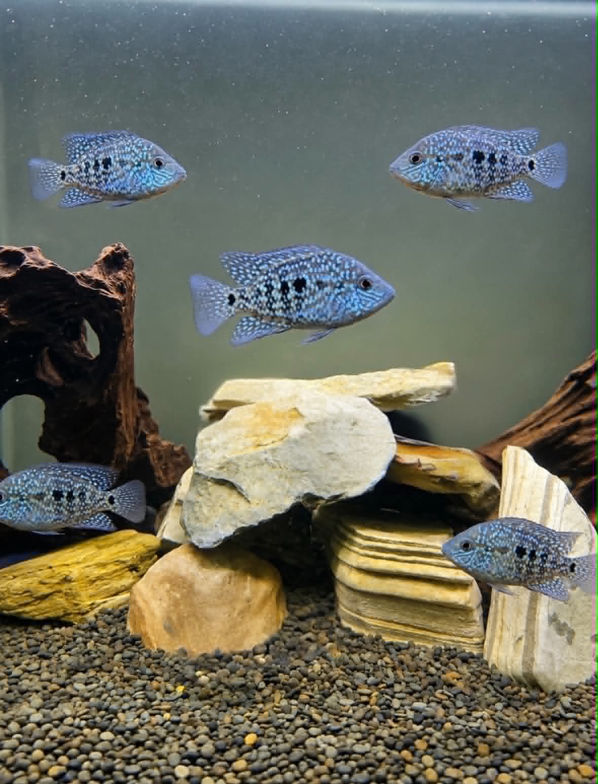 Pearlscale Cichlids: LARGE COLONY Bundle