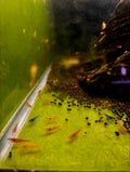 Skittle Shrimp