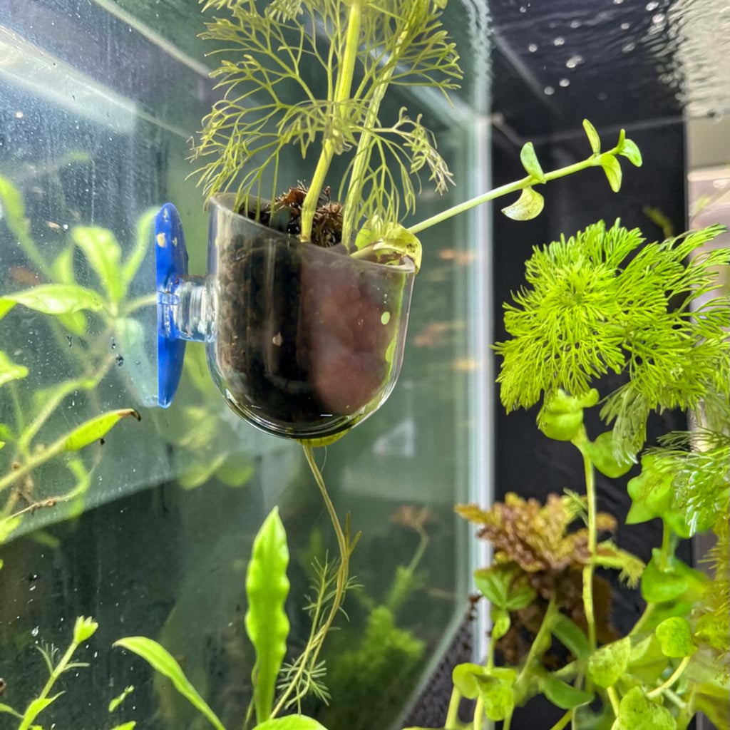 Clear Aquarium Planters with Suction Cups
