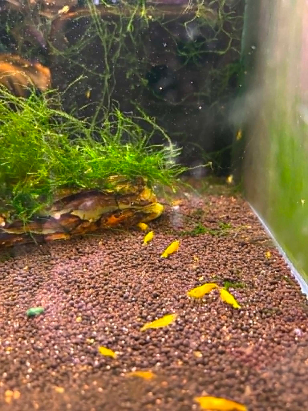 Yellow Cherry Shrimp