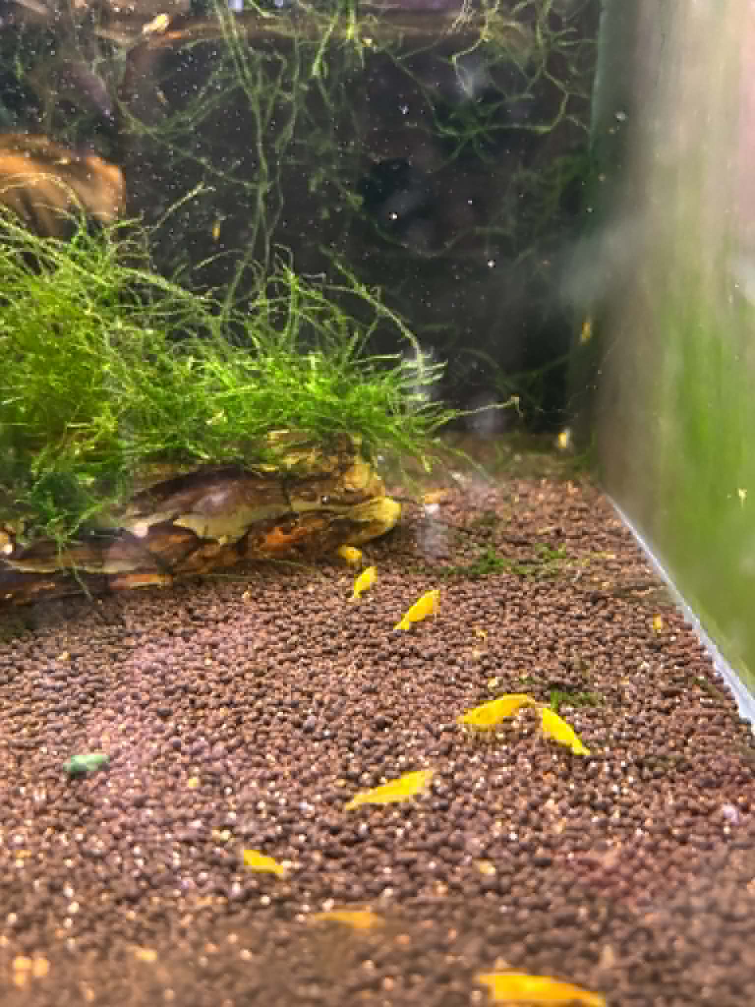 Yellow Cherry Shrimp