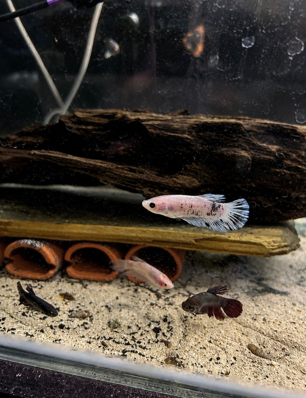 Female Bettas - Assorted Colours
