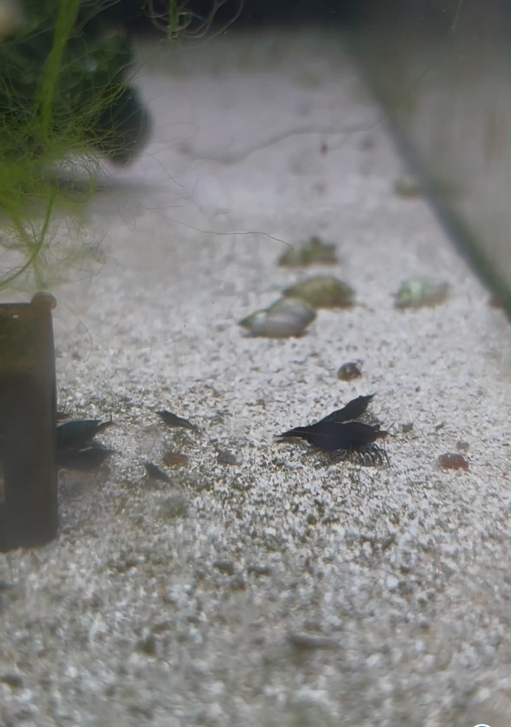 FSG Cherry Shrimp Pack