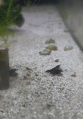 Black Cherry Shrimp