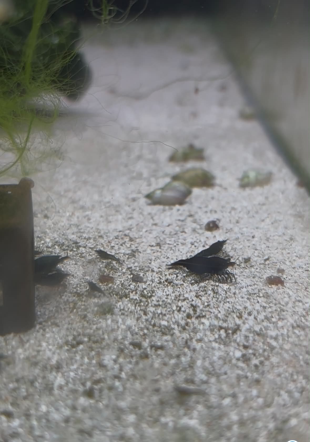 Black Cherry Shrimp