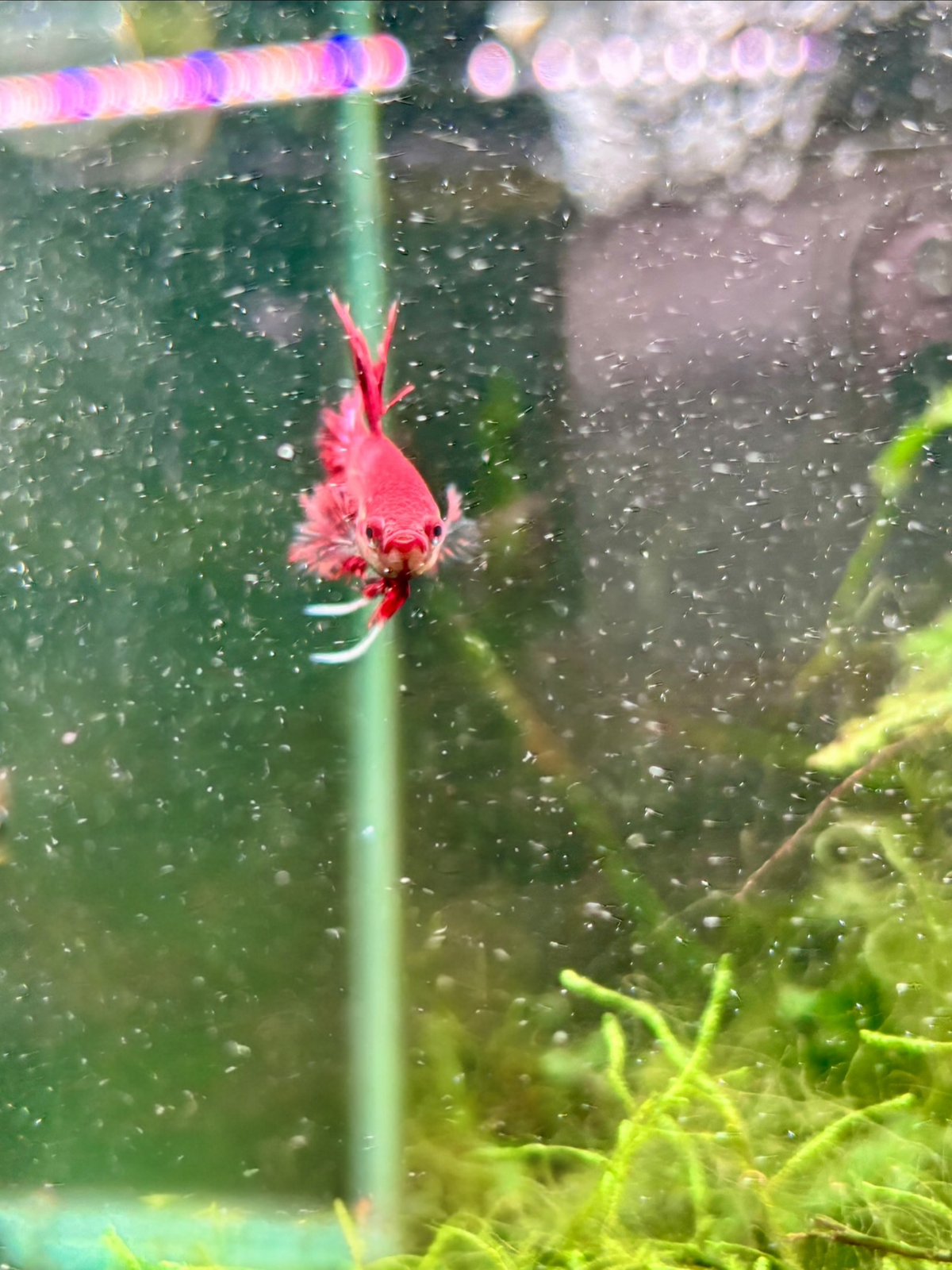 Red Crowntail Betta + Extras