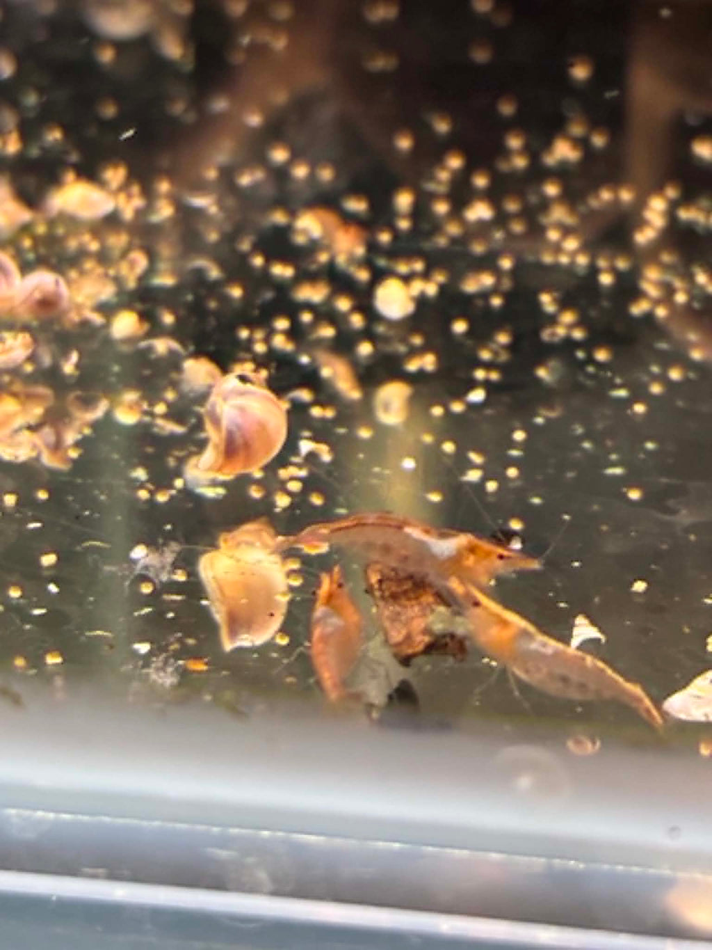 Ninja Shrimps